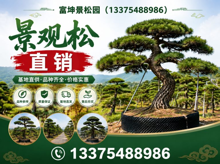 东平县庭院造型松展示图