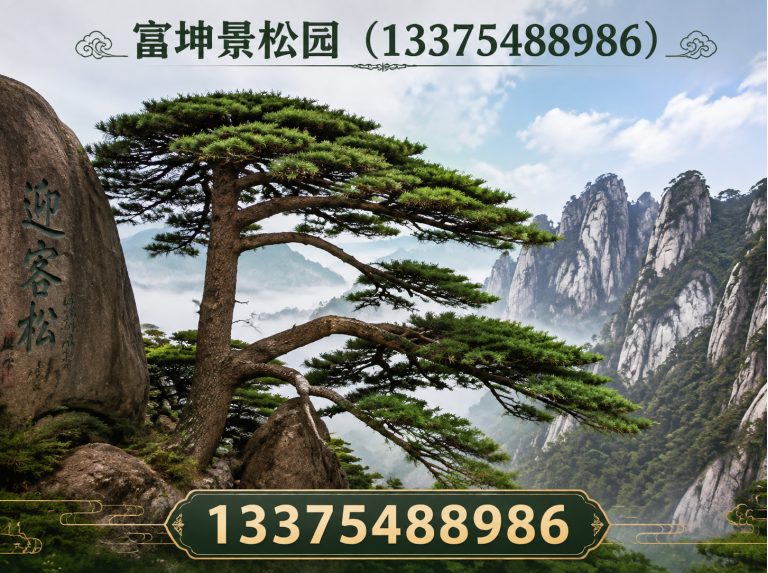 东平县迎客松展示图